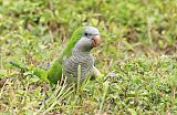 Monk Parakeetborder=